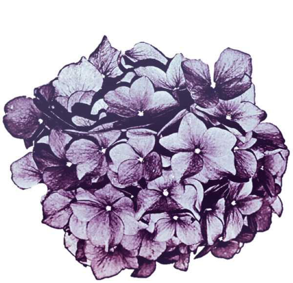 Free Hydrangea Flower Lilac Violet Clipart Clipart Transparent Background