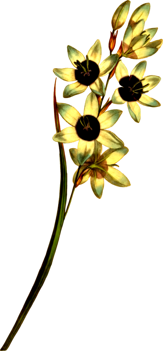 Free Lily Flower Flora Plant Clipart Clipart Transparent Background