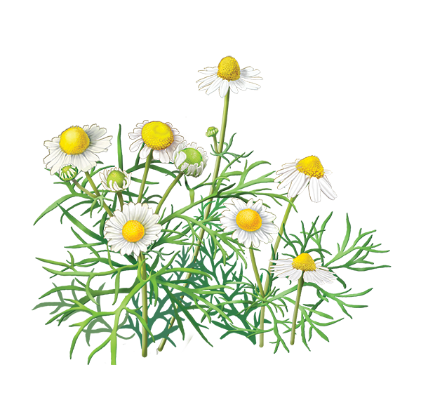 Free Daisy Flower Daisy Chamaemelum Nobile Clipart Clipart Transparent Background