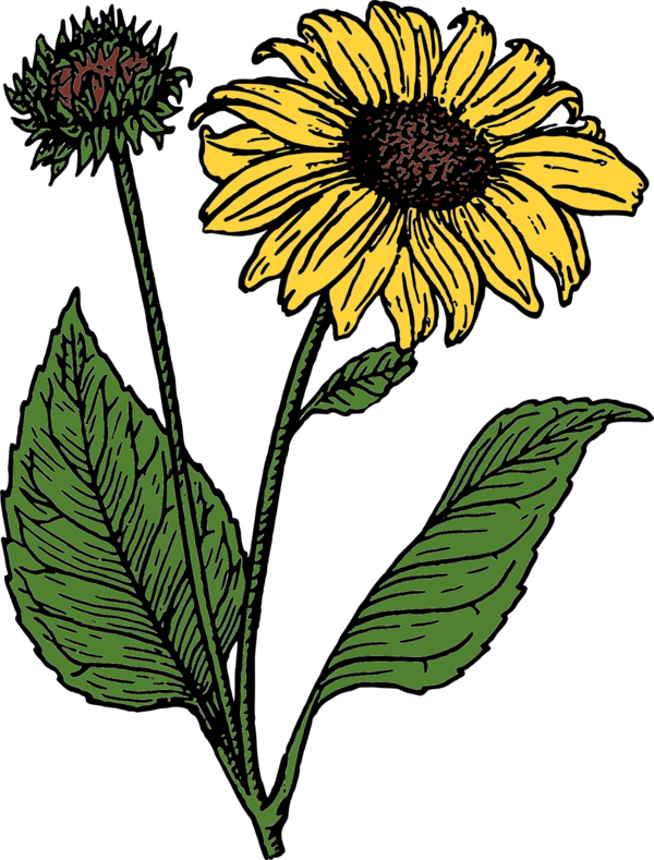 Free Daisy Flower Plant Sunflower Clipart Clipart Transparent Background