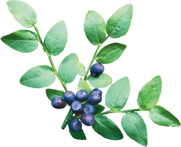 Free Tea Plant Berry Bilberry Clipart Clipart Transparent Background