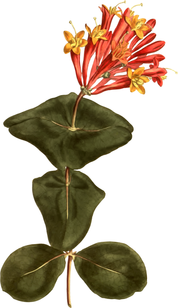 Free Family Flower Plant Leaf Clipart Clipart Transparent Background