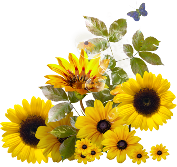 Free Gerbera Flower Sunflower Daisy Family Clipart Clipart Transparent Background