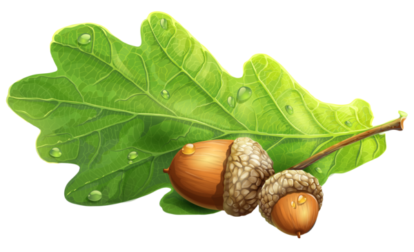 Free Fruit Leaf Acorn Nuts Seeds Clipart Clipart Transparent Background