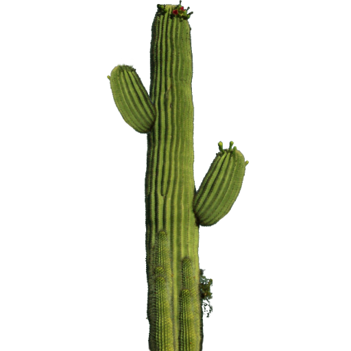 Free Cactus Cactus Plant San Pedro Cactus Clipart Clipart Transparent Background
