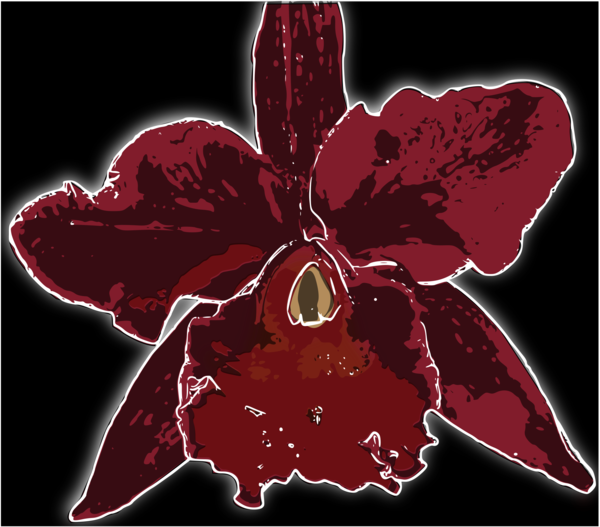 Free Orchid Flower Flora Plant Clipart Clipart Transparent Background