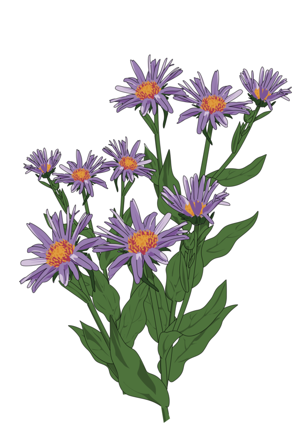 Free Daisy Flower Plant Aster Clipart Clipart Transparent Background
