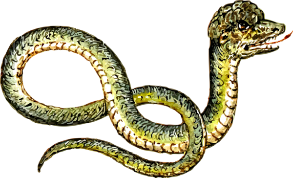 Free Snake Reptile Serpent Snake Clipart Clipart Transparent Background