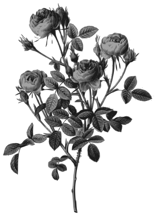 Free Rose Flower Black And White Flora Clipart Clipart Transparent Background