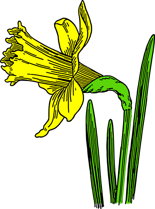 Free Daffodil Flower Plant Flora Clipart Clipart Transparent Background