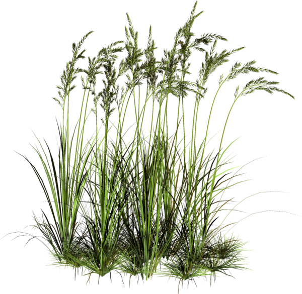 Free Lawn Plant Grass Grass Family Clipart Clipart Transparent Background