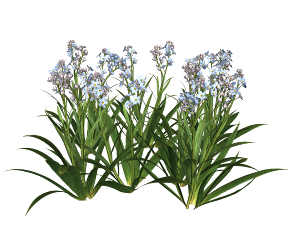 Free Herb Plant Flower Grass Clipart Clipart Transparent Background
