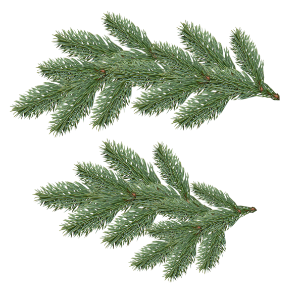 Free Family Tree Leaf Pine Family Clipart Clipart Transparent Background