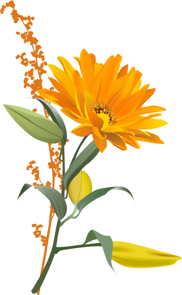 Free Daisy Flower Plant Calendula Clipart Clipart Transparent Background