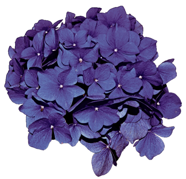 Free Hydrangea Violet Flower Lilac Clipart Clipart Transparent Background