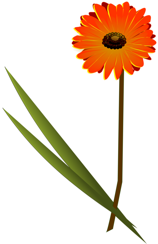 Free Gerbera Flower Plant Daisy Clipart Clipart Transparent Background