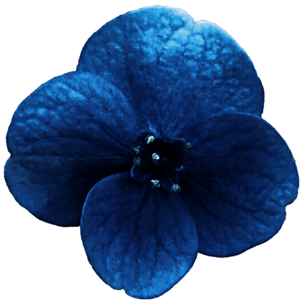 Free Family Flower Cobalt Blue Petal Clipart Clipart Transparent Background