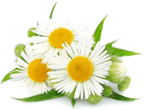 Free Daisy Flower Daisy Chamaemelum Nobile Clipart Clipart Transparent Background