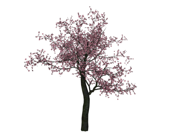 Free Spring Tree Woody Plant Branch Clipart Clipart Transparent Background