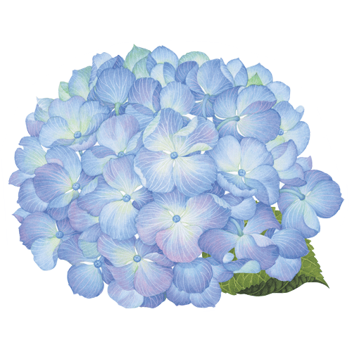 Free Hydrangea Flower Hydrangea Hydrangeaceae Clipart Clipart Transparent Background