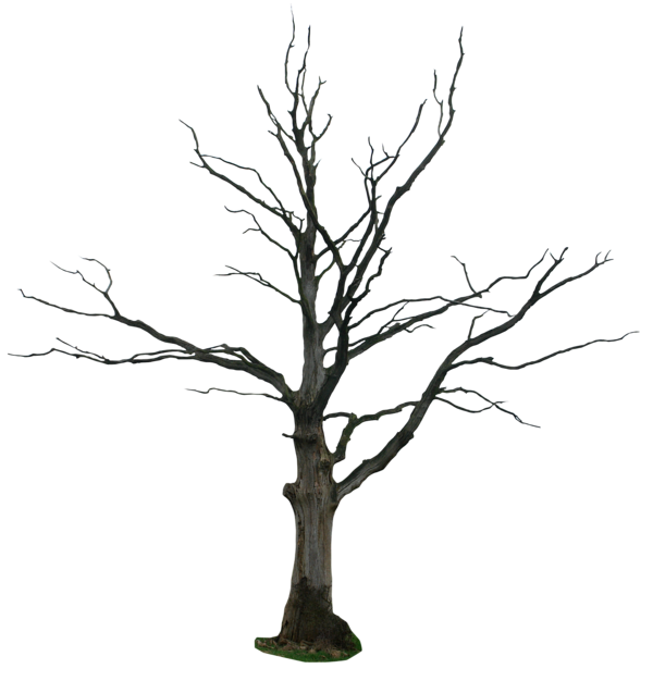 Free Leaf Tree Branch Woody Plant Clipart Clipart Transparent Background