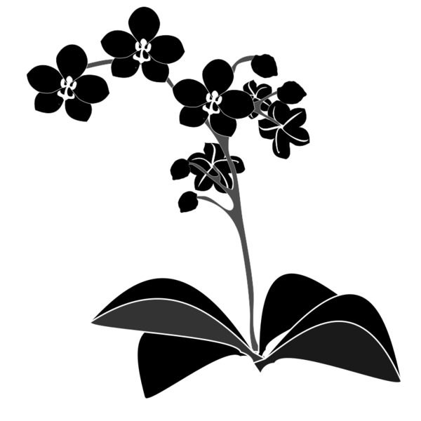 Free Leaf Flower Black And White Flora Clipart Clipart Transparent Background