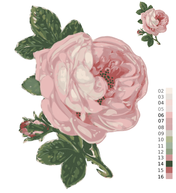 Free Peony Flower Rose Family Garden Roses Clipart Clipart Transparent Background