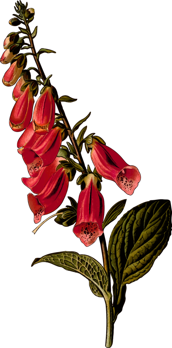 Free Spring Flower Flora Plant Clipart Clipart Transparent Background