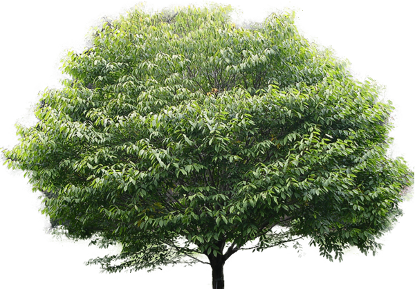 Free Magnolia Tree Woody Plant Leaf Clipart Clipart Transparent Background