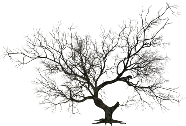 Free Tree Branch Tree Black And White Clipart Clipart Transparent Background