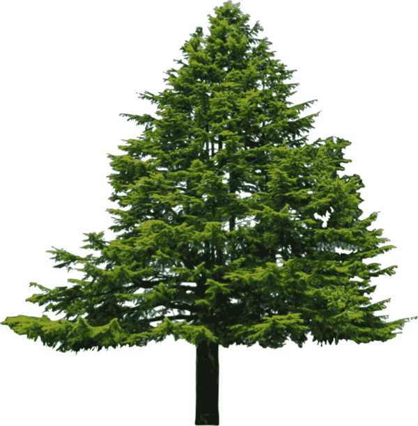 Free Family Tree Spruce Christmas Tree Clipart Clipart Transparent Background