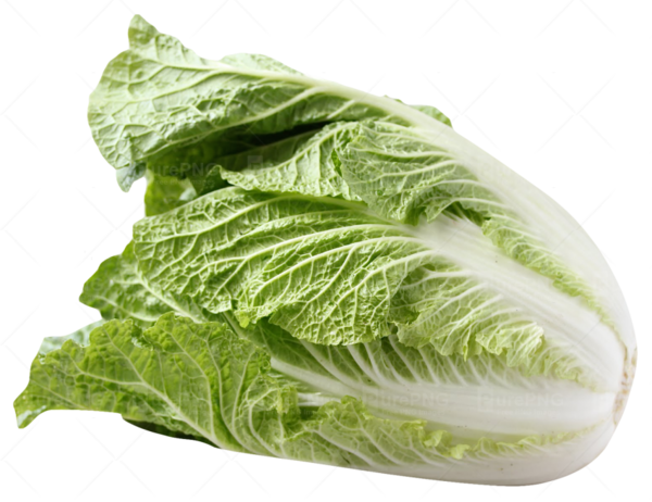 Free Spring Vegetable Leaf Vegetable Romaine Lettuce Clipart Clipart Transparent Background