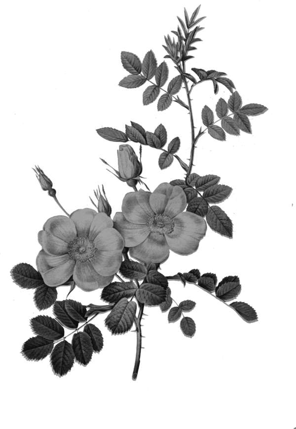 Free Fruit Flower Branch Black And White Clipart Clipart Transparent Background