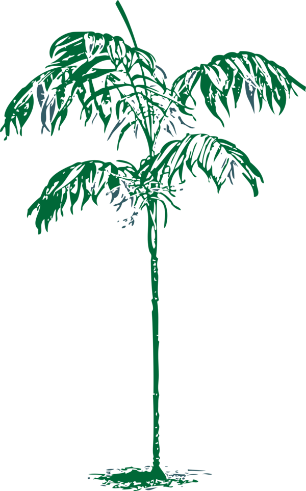 Free Tree Tree Plant Woody Plant Clipart Clipart Transparent Background
