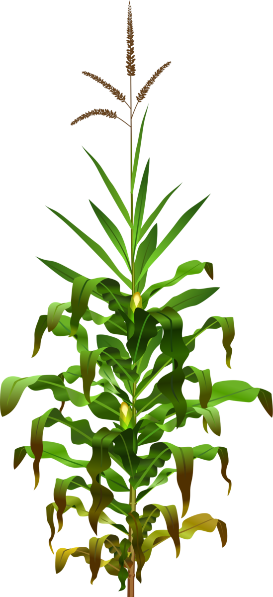 Free Herb Plant Leaf Plant Stem Clipart Clipart Transparent Background