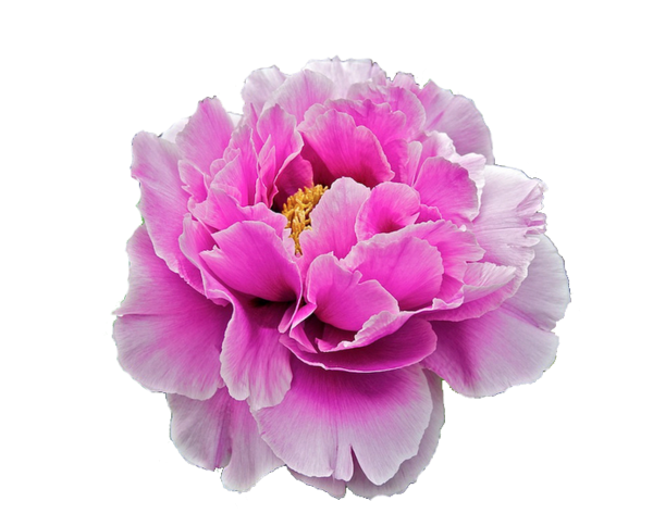 Free Peony Flower Peony Violet Clipart Clipart Transparent Background