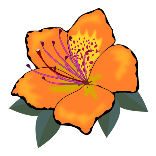 Free Hibiscus Flower Plant Petal Clipart Clipart Transparent Background