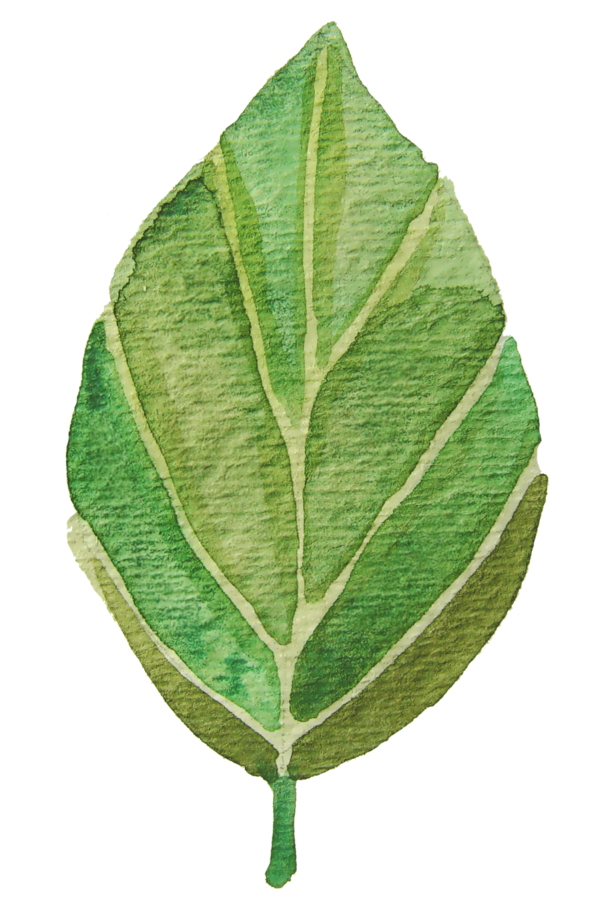 Free Autumn Leaf Plant Plant Pathology Clipart Clipart Transparent Background