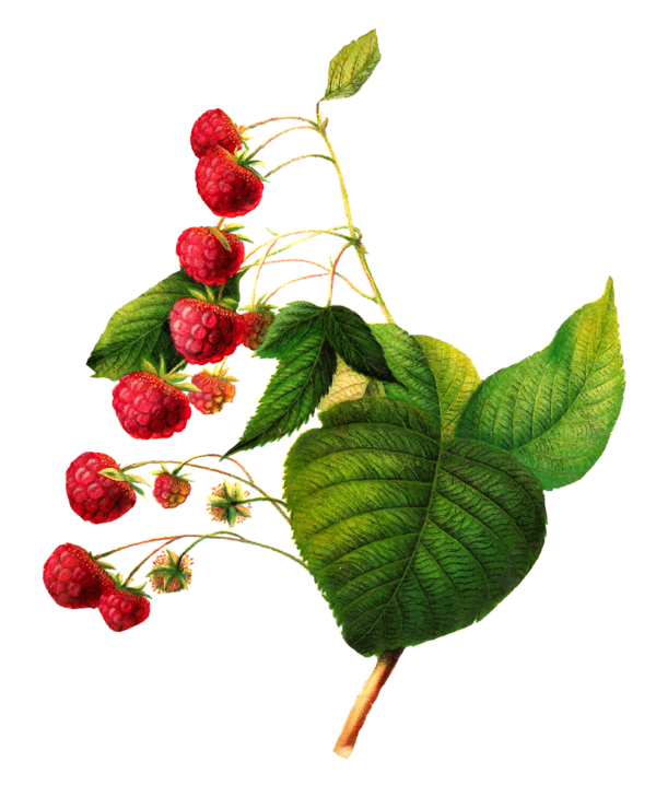 Free Juice Fruit Leaf Berry Clipart Clipart Transparent Background
