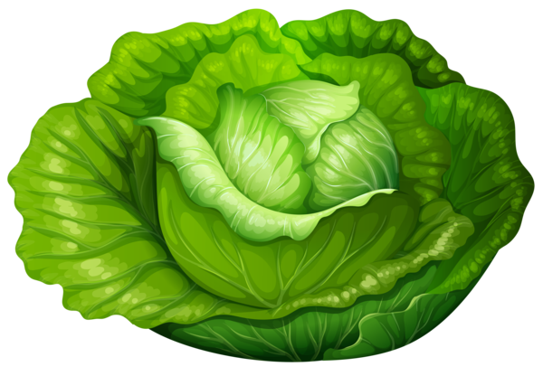 Free Spring Vegetable Cabbage Leaf Vegetable Clipart Clipart Transparent Background
