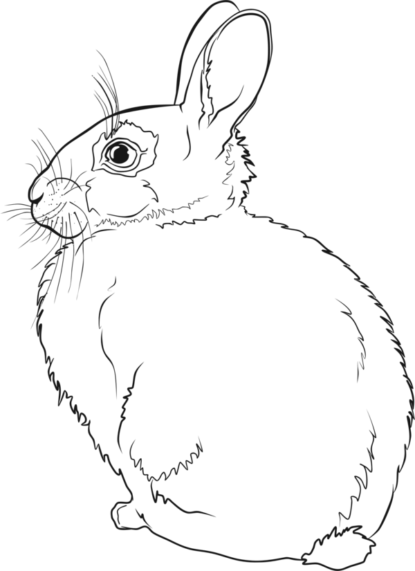 Free Rabbit Line Art Rabbit Black And White Clipart Clipart Transparent Background
