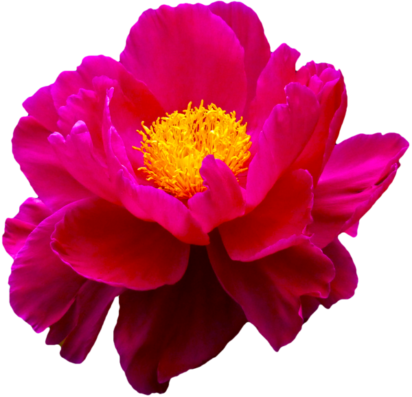 Free Peony Flower Peony Magenta Clipart Clipart Transparent Background