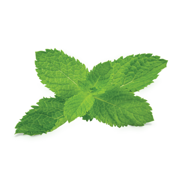 Free Herb Leaf Herb Plant Clipart Clipart Transparent Background