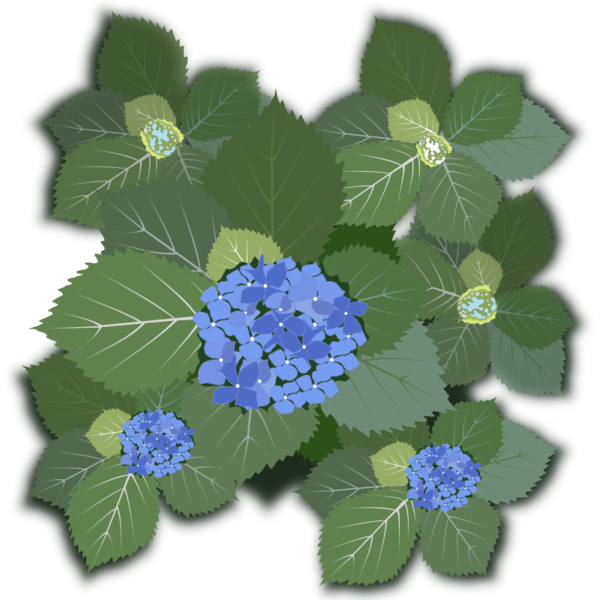 Free Hydrangea Flower Hydrangea Plant Clipart Clipart Transparent Background