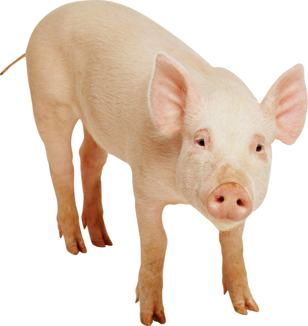 Free Pig Pig Snout Livestock Clipart Clipart Transparent Background