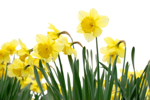Free Spring Flower Plant Narcissus Clipart Clipart Transparent Background