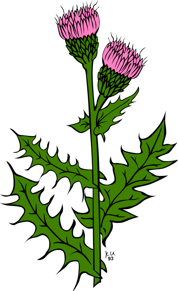 Free Milk Plant Flower Flora Clipart Clipart Transparent Background