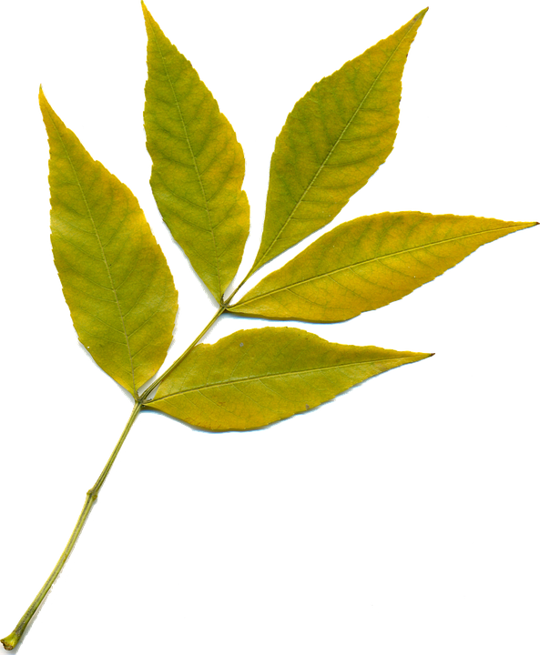 Free Autumn Leaf Plant Plant Stem Clipart Clipart Transparent Background