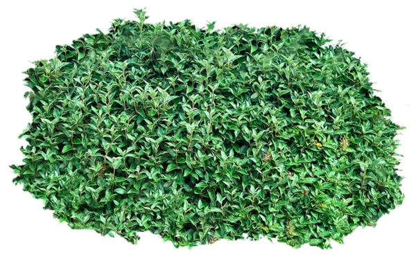 Free Vegetable Grass Plant Leaf Vegetable Clipart Clipart Transparent Background