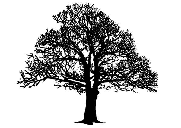Free Tree Tree Woody Plant Black And White Clipart Clipart Transparent Background